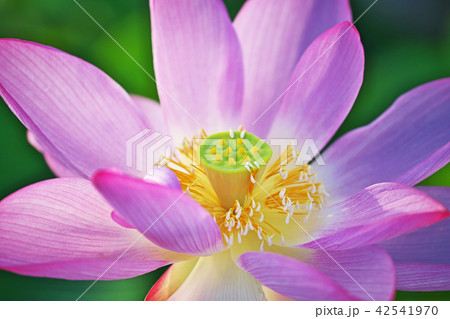 赤いハスの花 42541970