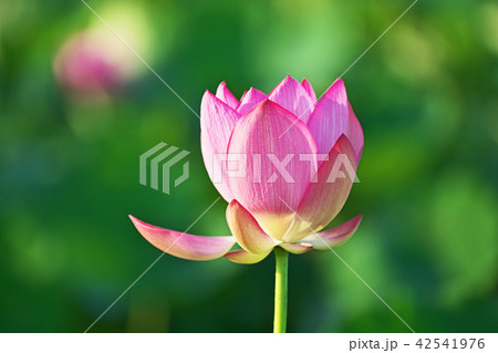 赤いハスの花 赤いハスの花 42541976
