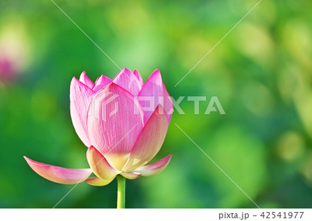 赤いハスの花 赤いハスの花 42541977