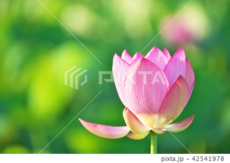 赤いハスの花 42541978
