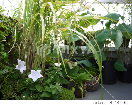 和風　カフェ 42542469