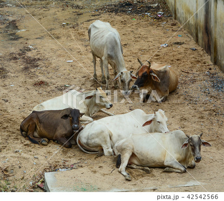 Sacred cows on street 42542566