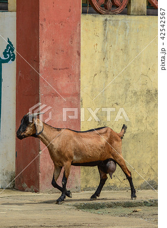 A goat walking on street A goat walking on street 42542567