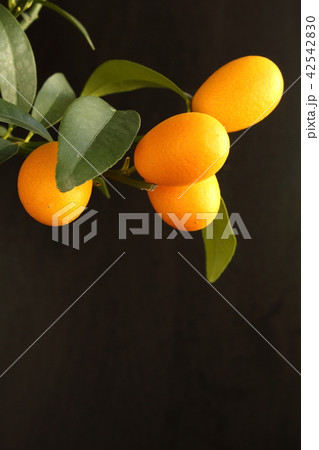 fresh kumquat fruits on a kumquat tree 42542830