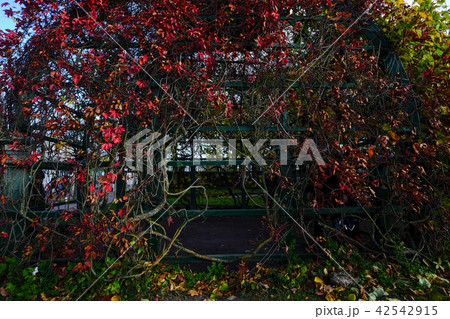 Autumn trees at garden in sunny day 42542915