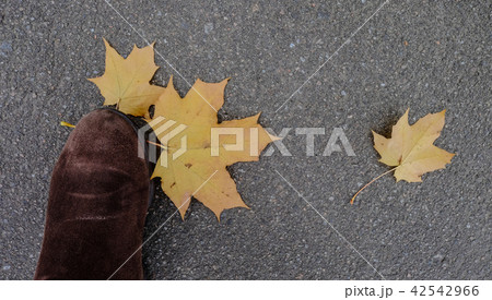 Autumn park in Saint Petersburg, Russia 42542966