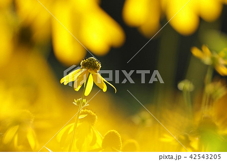 Cutleaf Coneflower (Rudbeckia laciniata)  42543205