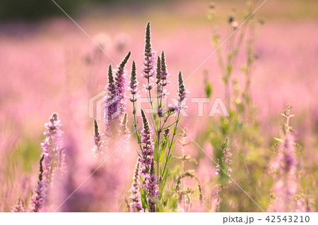 Loosestrife (Lythrum salicaria) on a meadow Loosestrife (Lythrum salicaria) on a meadow 42543210