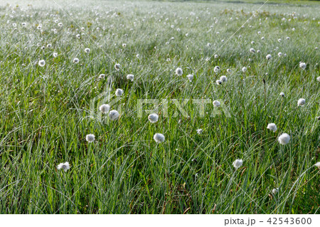 ワタスゲ 42543600