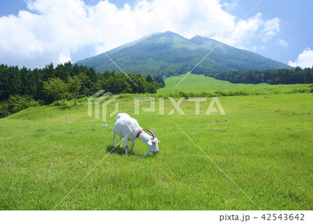 桝水高原から望む大山 桝水高原から望む大山 42543642
