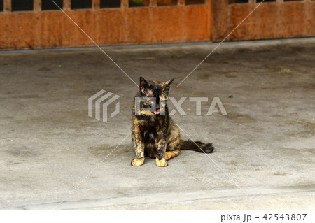 猫　土間 42543807