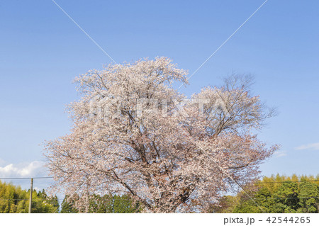 一本桜 一本桜 42544265