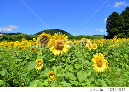 ひまわり 青空 ひまわり 青空 42544355