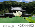 三室戸寺本堂 42544452