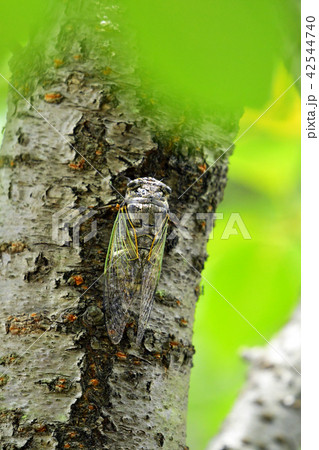 クマゼミ　盛夏 42544740