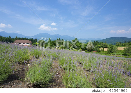 蒜山ハーブガーデンハービルのラベンダー 42544962