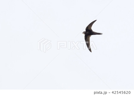 Common swift (Apus apus) 42545620