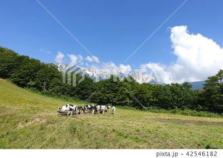 北尾根高原：放牧された牛たち　　北安曇郡白馬村 42546182