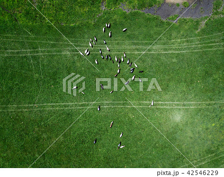 どさんこの放牧 どさんこの放牧 42546229