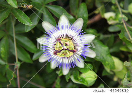 花博記念公園鶴見緑地　時計草 42546350