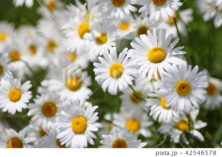 マーガレット 42546578