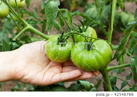 woman picking tomatoes from her garden afret rain woman picking tomatoes from her garden afret rain 42546766