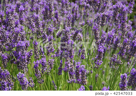 ラベンダーの花 ラベンダーの花 42547033