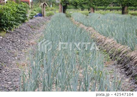 宜蘭 アリウム ネギ属 42547104