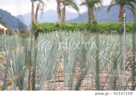 宜蘭 アリウム ネギ属 42547109