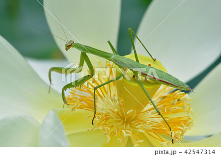 夏イメージ カマキリと蓮の花の写真素材