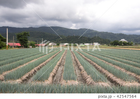 宜蘭 アリウム ネギ属 42547564