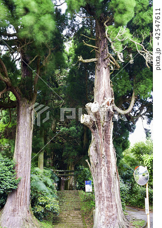 籾山八幡神社(もみやまはちまんしゃのおおけやき) 籾山八幡神社(もみやまはちまんしゃのおおけやき) 42547611