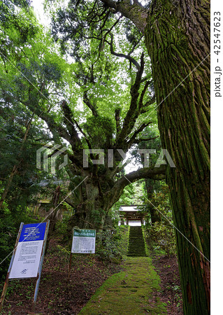 籾山八幡神社(もみやまはちまんしゃのおおけやき) 籾山八幡神社(もみやまはちまんしゃのおおけやき) 42547623