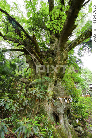 籾山八幡神社（もみやまはちまんしゃのおおけやき） 42547625