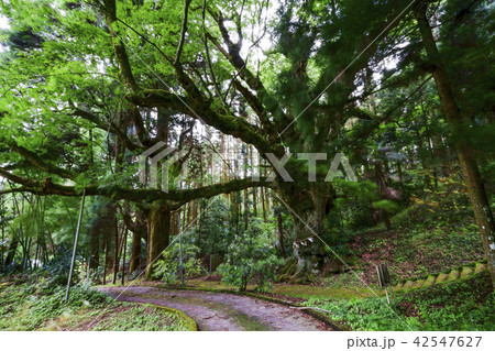 籾山八幡神社(もみやまはちまんしゃのおおけやき) 籾山八幡神社(もみやまはちまんしゃのおおけやき) 42547627