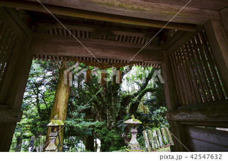 籾山八幡神社(もみやまはちまんしゃのおおけやき) 籾山八幡神社(もみやまはちまんしゃのおおけやき) 42547632