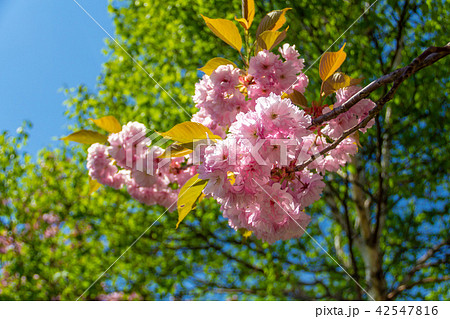 札幌ブランバーチ・チャペルの八重桜 42547816