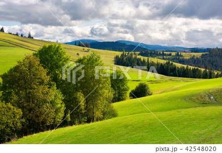 grassy rolling hills with trees 42548020