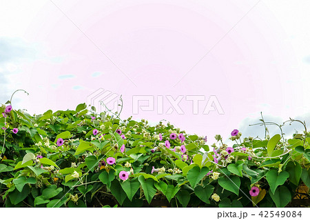 Elephant Creeper, Silver Morning-glory flower 42549084
