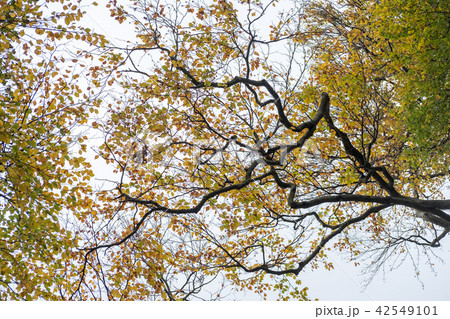Tree Branch with yellow and green leaves 42549101