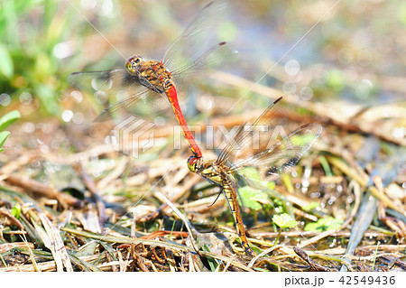 アキアカネ（打水産卵） 42549436