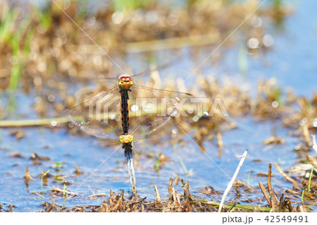 アキアカネ（打水産卵） 42549491