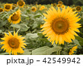 ひまわり畑 42549942