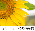 雨上がりのヒマワリと蜜蜂 42549943