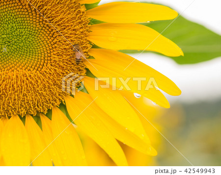 雨上がりのヒマワリと蜜蜂 雨上がりのヒマワリと蜜蜂 42549943