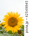 白い空と向日葵 42549945