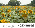 落胆する向日葵たち 42549946