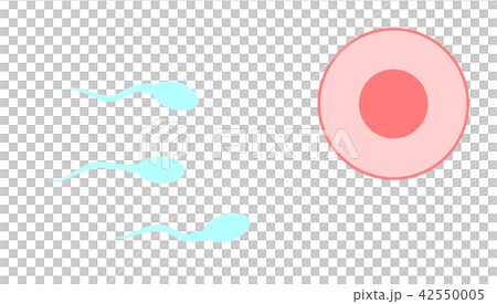 精子と卵子のイラスト素材