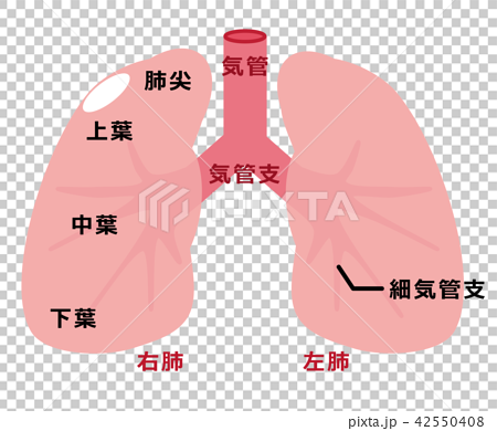 肺の構造のイラスト素材