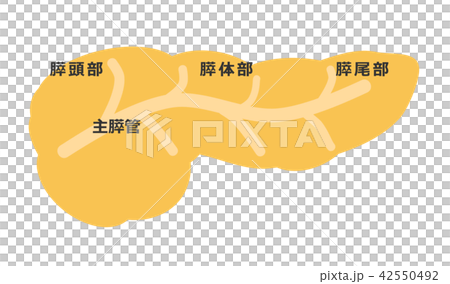膵臓 膵臓 42550492